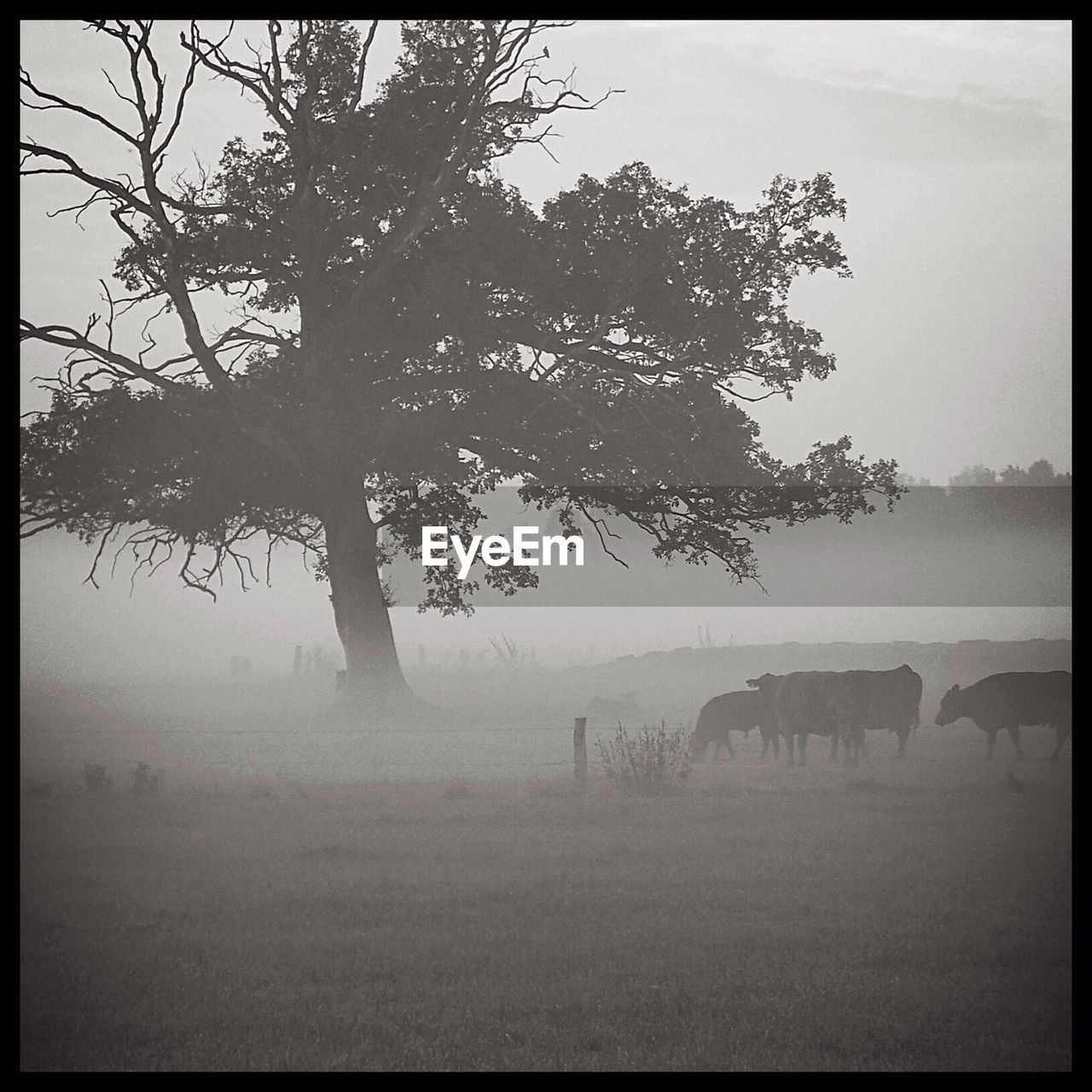 Cows on field by silhouette tree during foggy weather