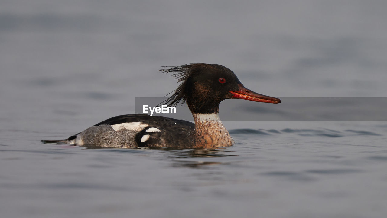Duck swimming in a lake