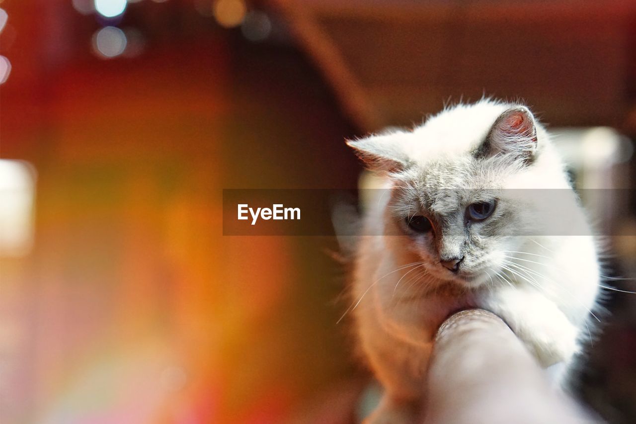 Night Bokeh Kitten Pets Portrait Feline Beauty On Eyeem