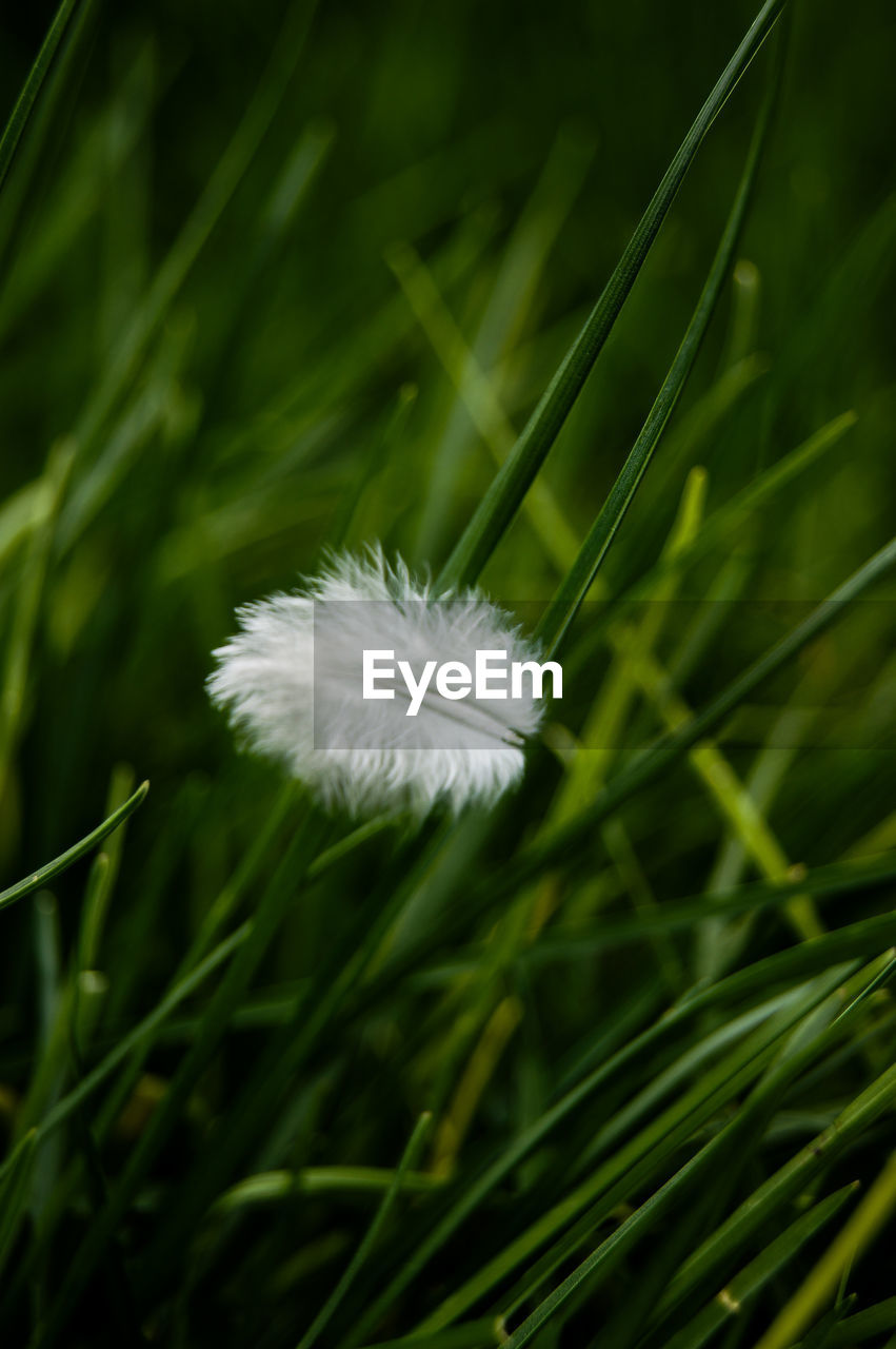 CLOSE-UP OF WHITE FEATHER ON FIELD