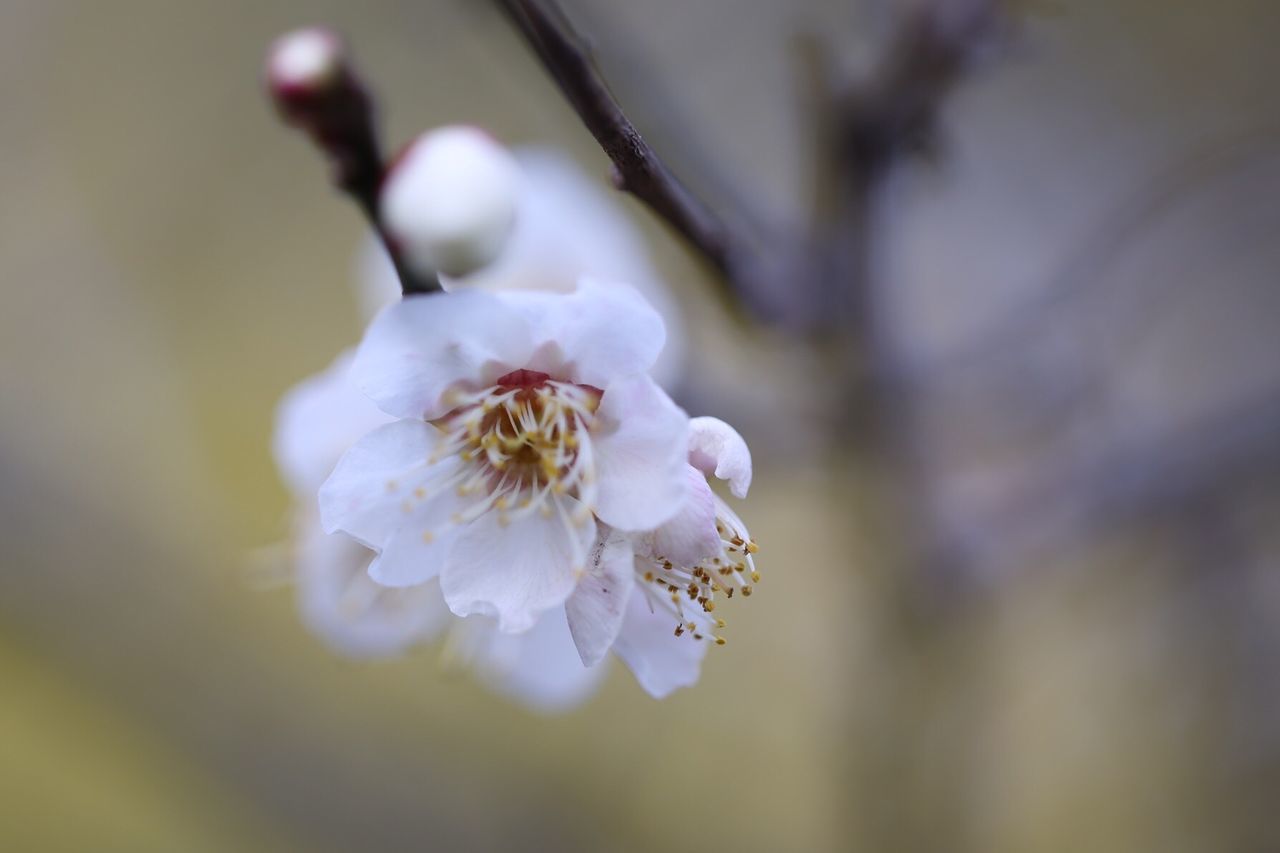 Close-up of beautiful flower