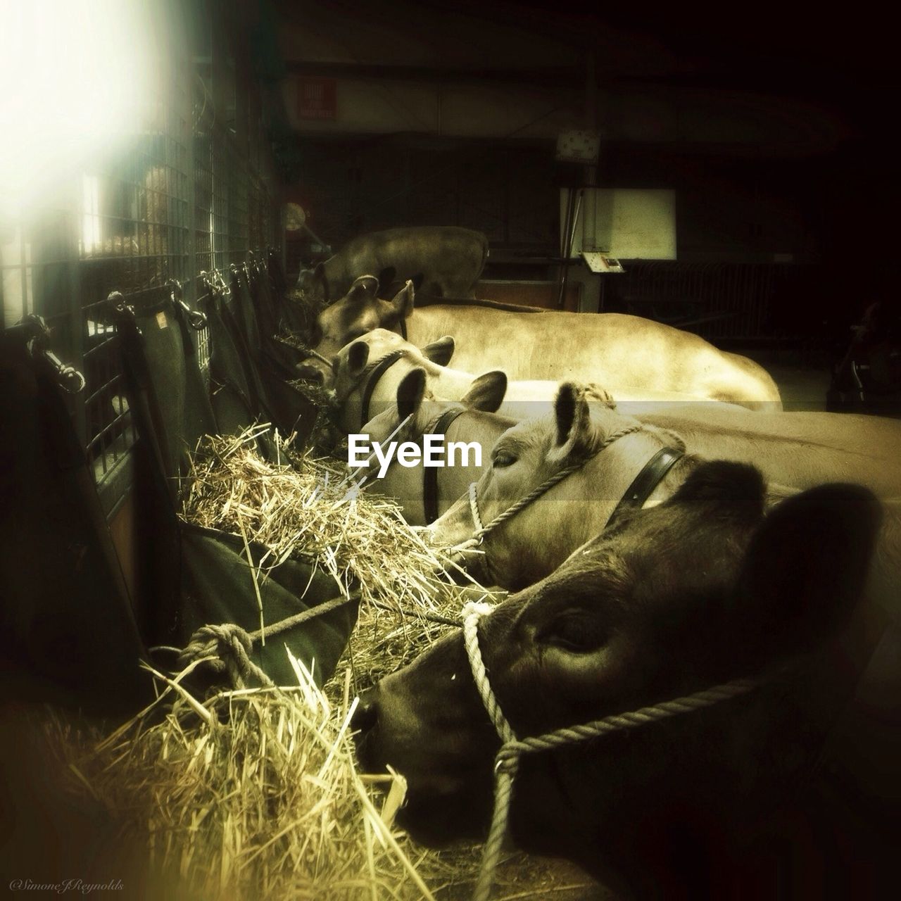 Cows feeding in dairy farm