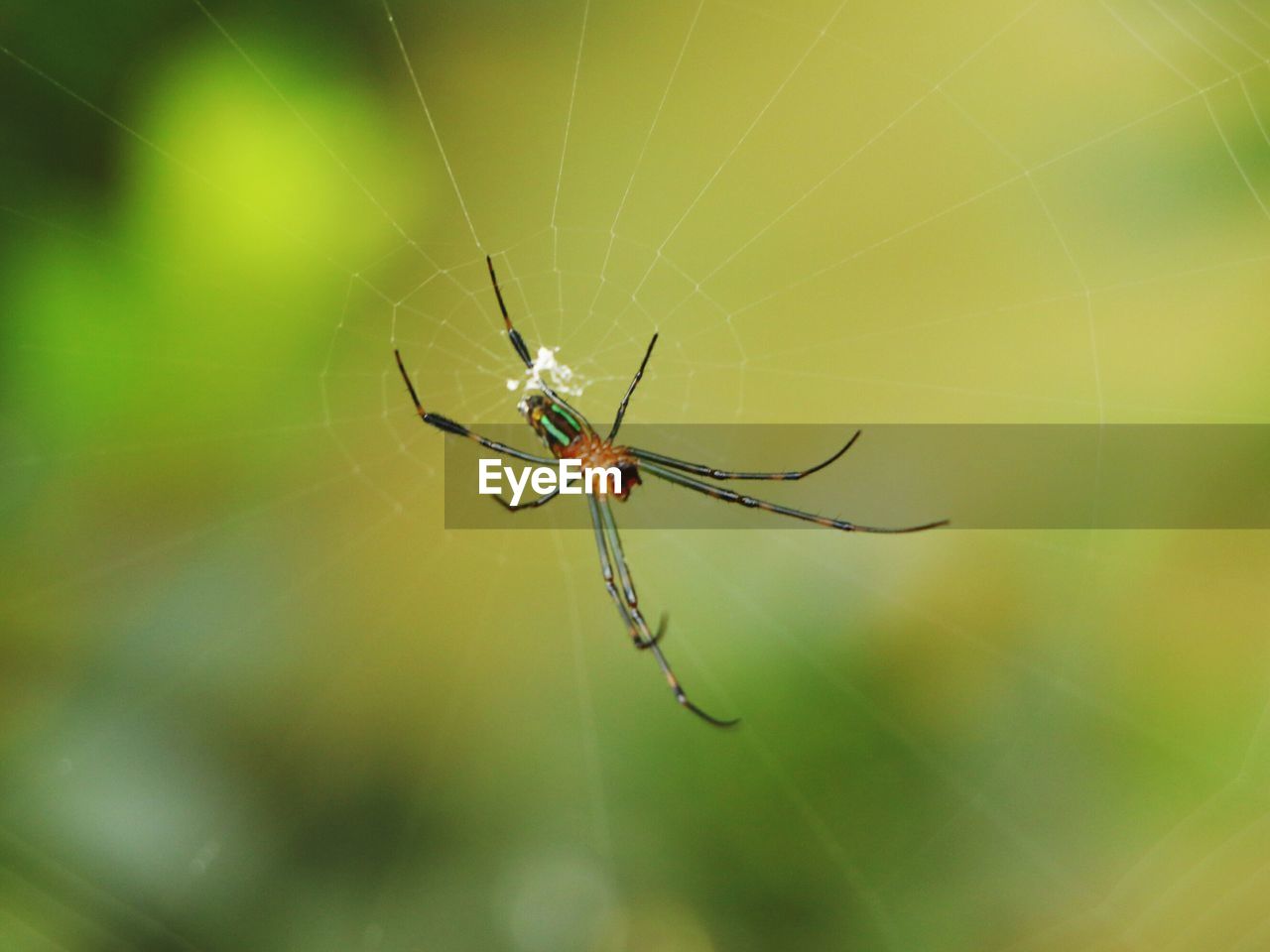 Close-up of spider on web