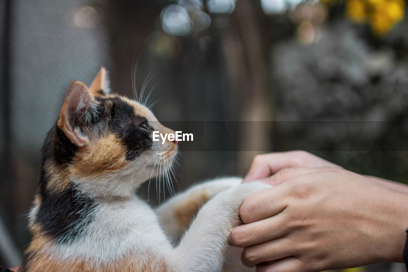 Close Up Of Human Hands Holding Cat Paw Id 138336371