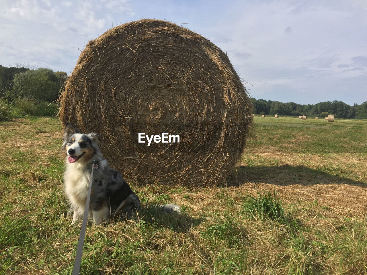 DOG SITTING ON FIELD BY HAY BALES AGAINST SKY