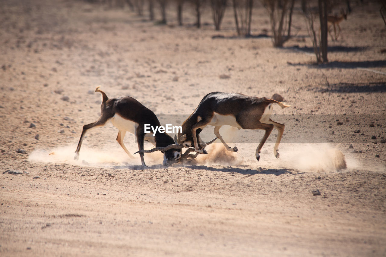 Side view of two antelopes in confrontation