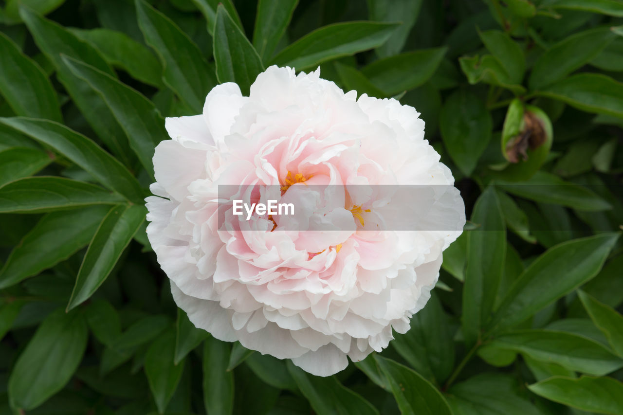 Close-up of pink rose flower