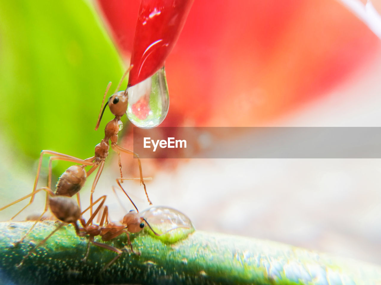 MACRO SHOT OF ANT ON LEAF