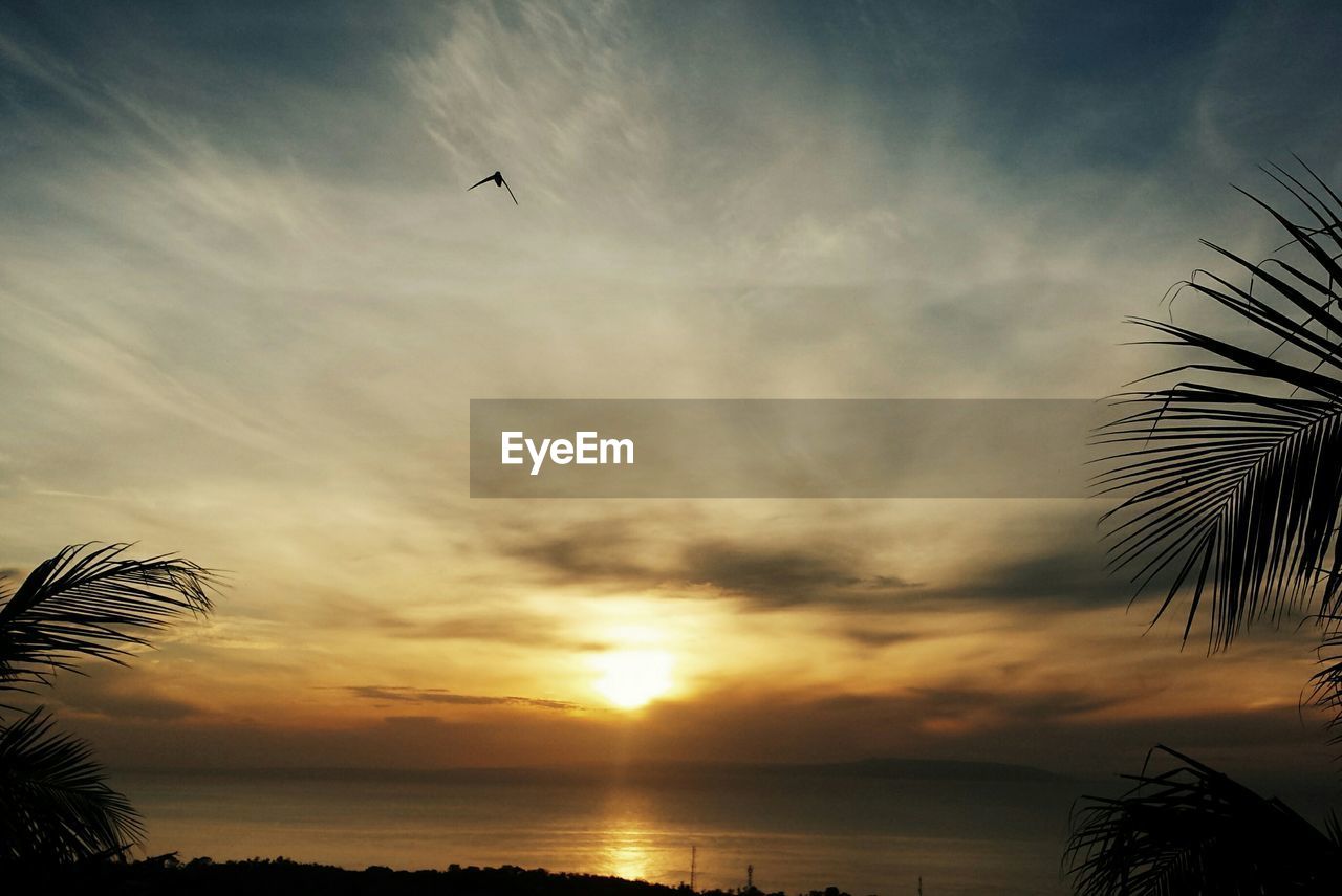 Low angle view of silhouette bird flying over sea against sunset sky