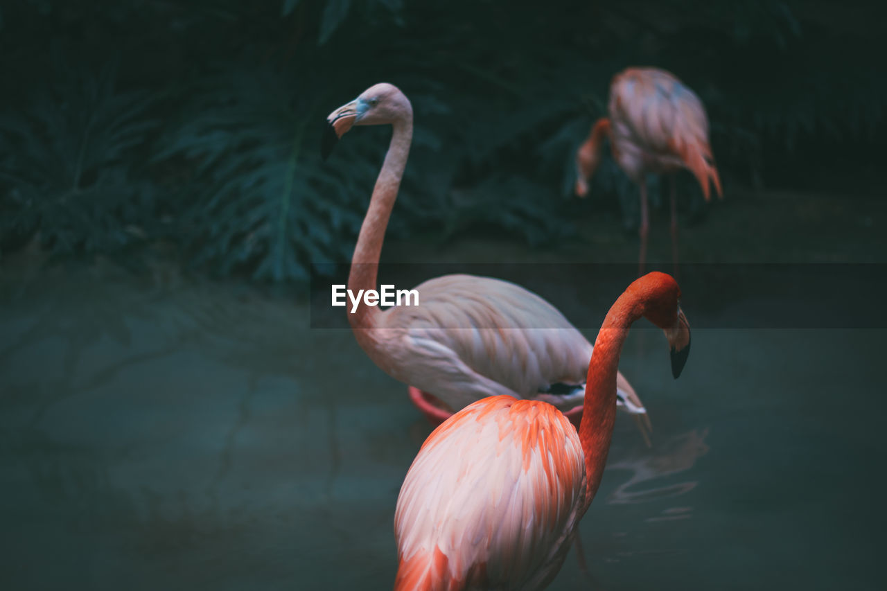 Close-up of bird in water