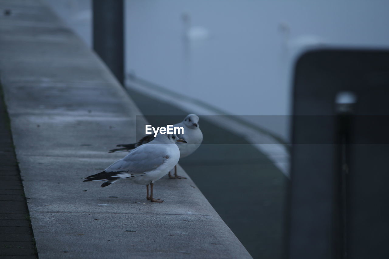 Close-up of seagulls on retaining wall