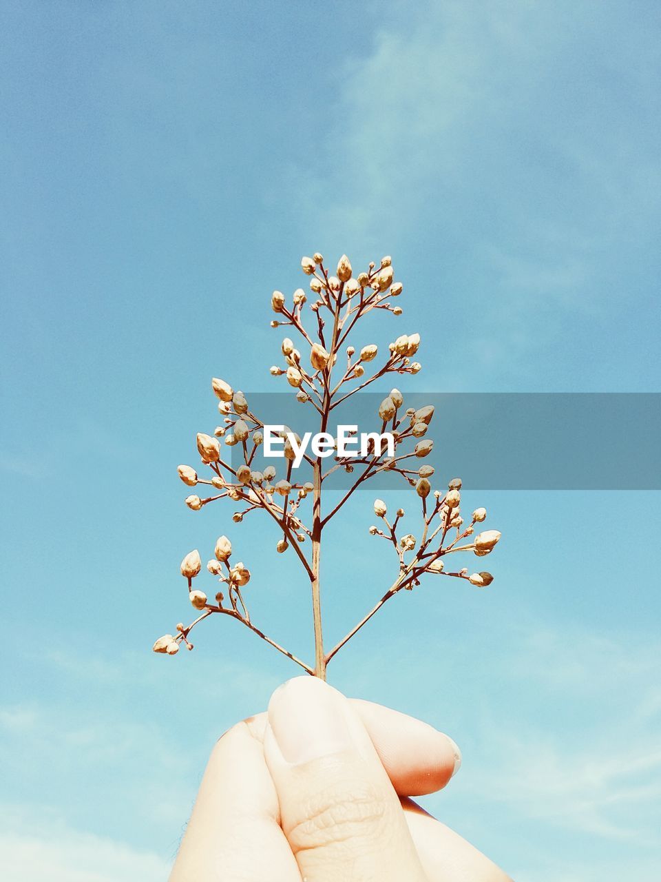 Cropped hand holding flower buds against sky