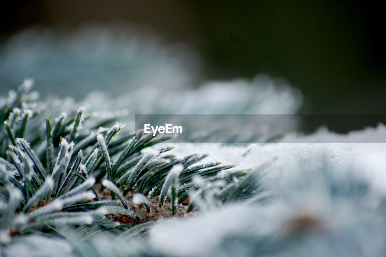 Close-up of snow on field