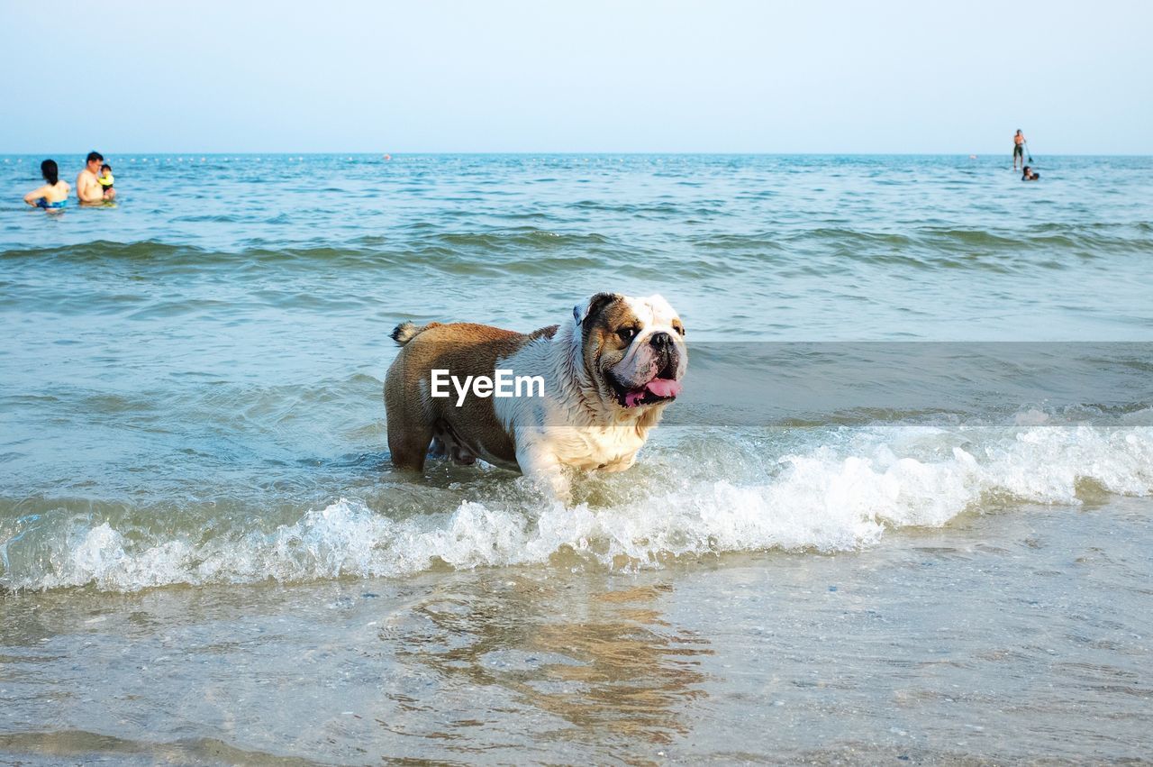 DOG ON BEACH