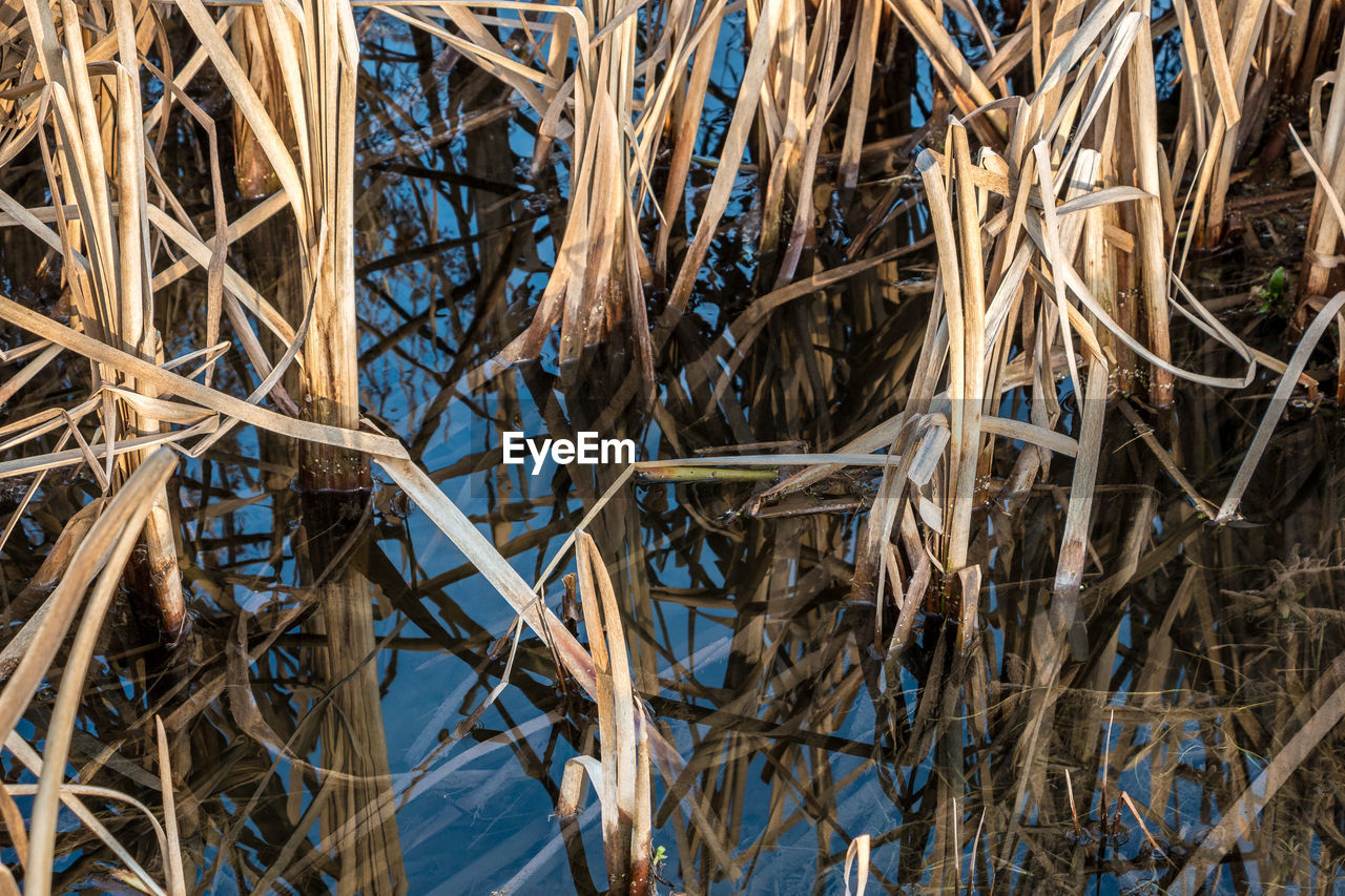 CLOSE-UP OF DRY PLANTS IN LAKE