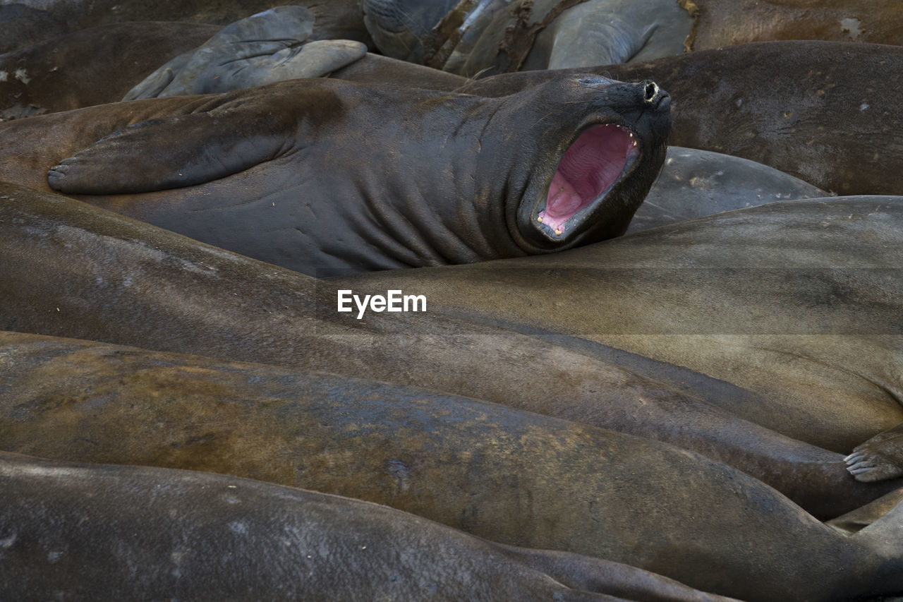 Elephant seals resting on the beach at livingston island, south shetlands, antarctica.