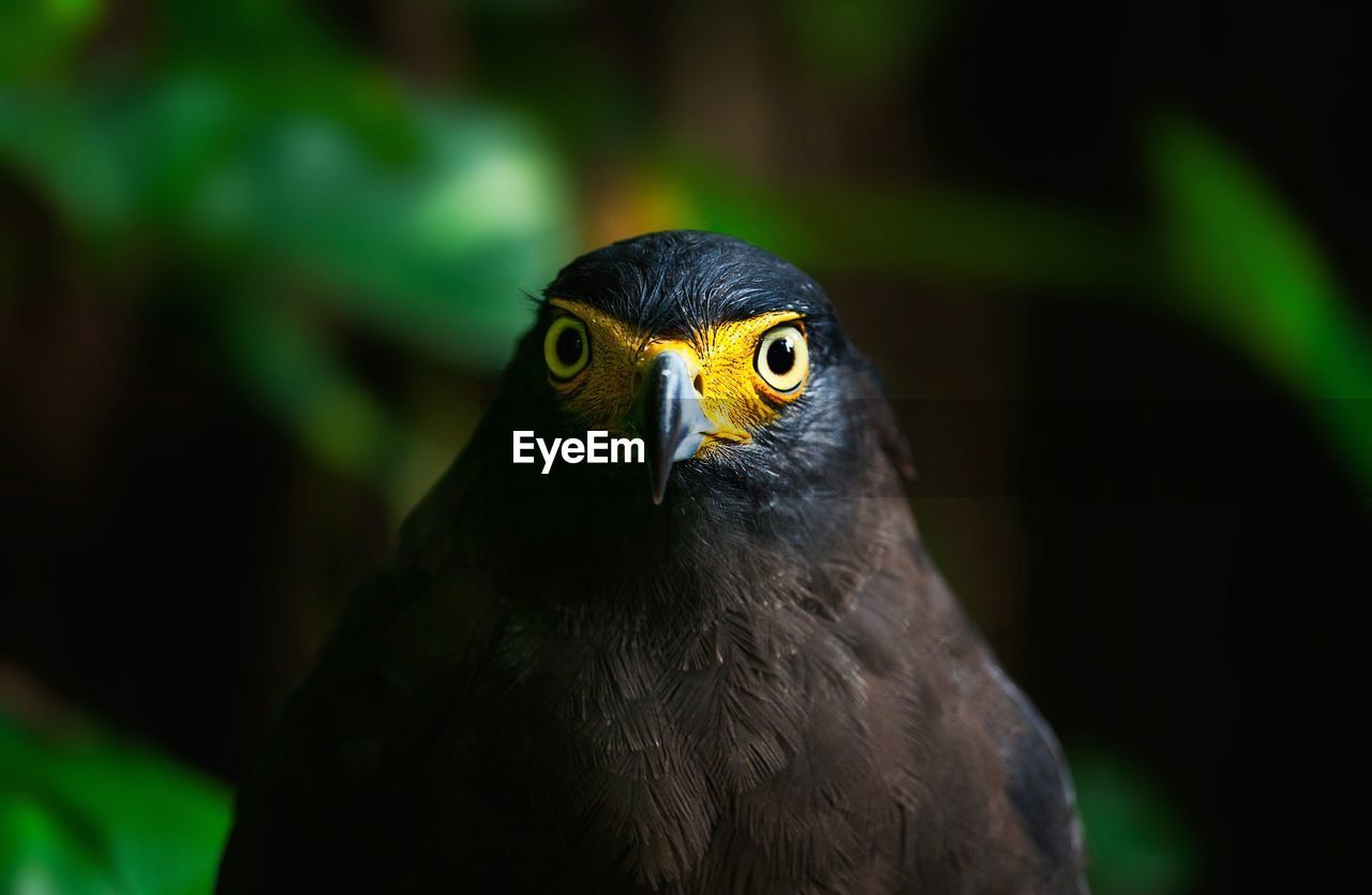 Close-up portrait of bird