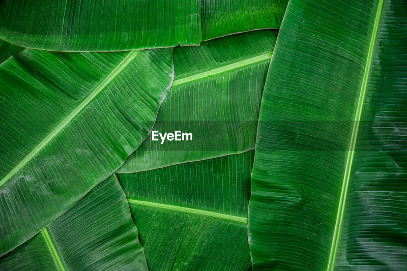 Banana leaf green color abstract background. | ID: 148731972