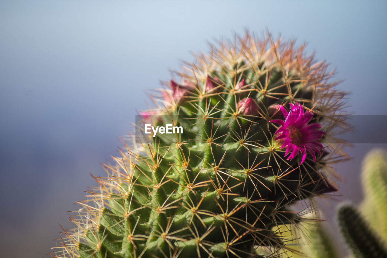 thorn, cactus, plant, succulent plant, spiked, sharp, nature, thorns, spines, and prickles, growth, beauty in nature, flower, plant stem, no people, close-up, macro photography, green, focus on foreground, sign, outdoors, day, warning sign, sky, barrel cactus, flowering plant, desert, communication, freshness, environment, prickly pear cactus, botany, arid climate