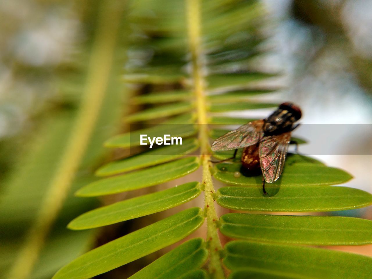 Close-up of housefly on leaves