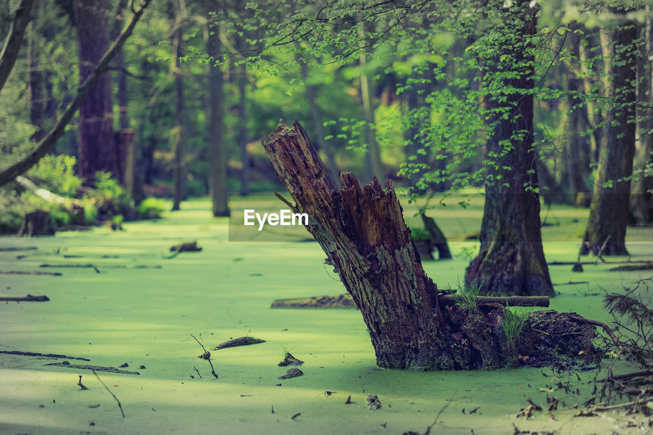 scenic view of lake in forest