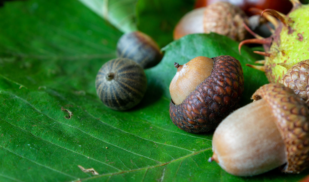 CLOSE-UP OF SNAIL ON LEAF