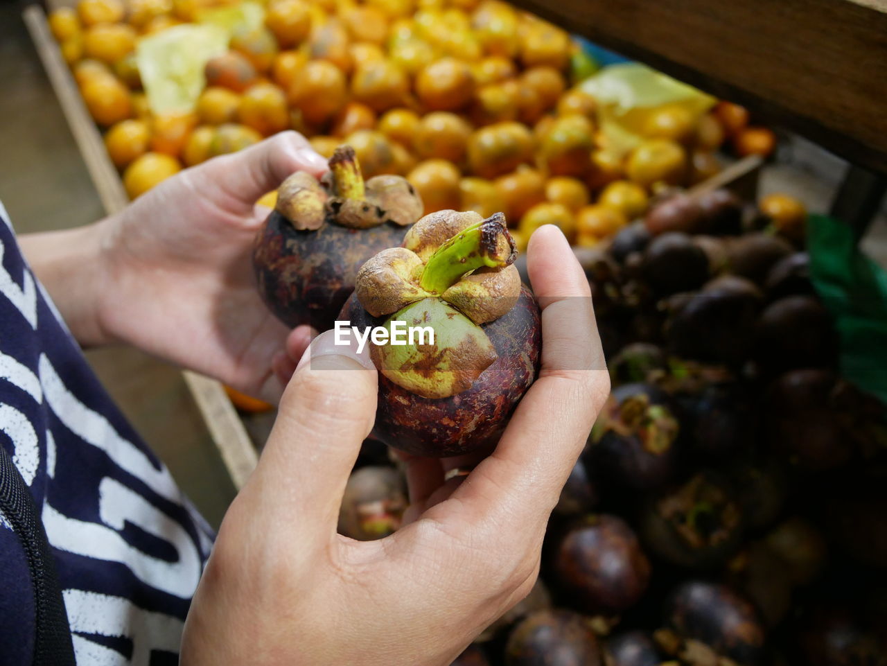Woman hands holding mangosteen.mangosteen fruit in woman hand.closeup.asian fruit.