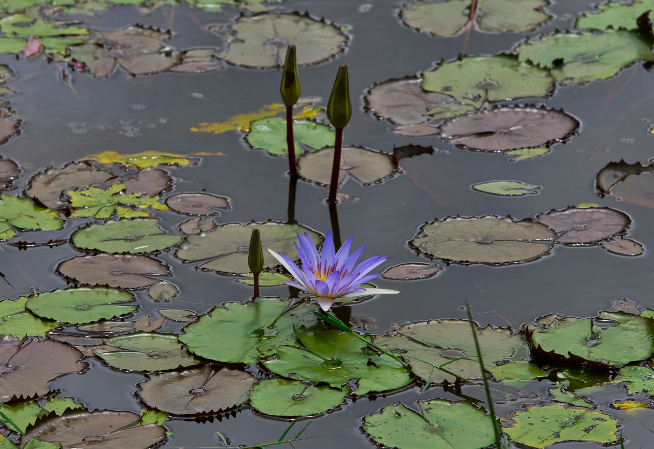 WATER LILY IN LAKE