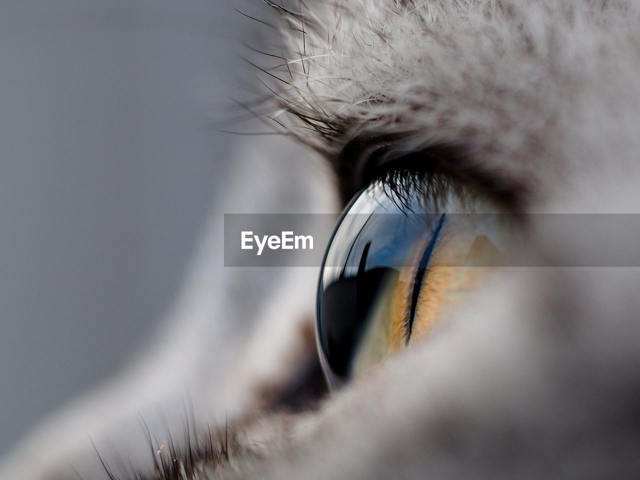 Extreme close up of cat eye