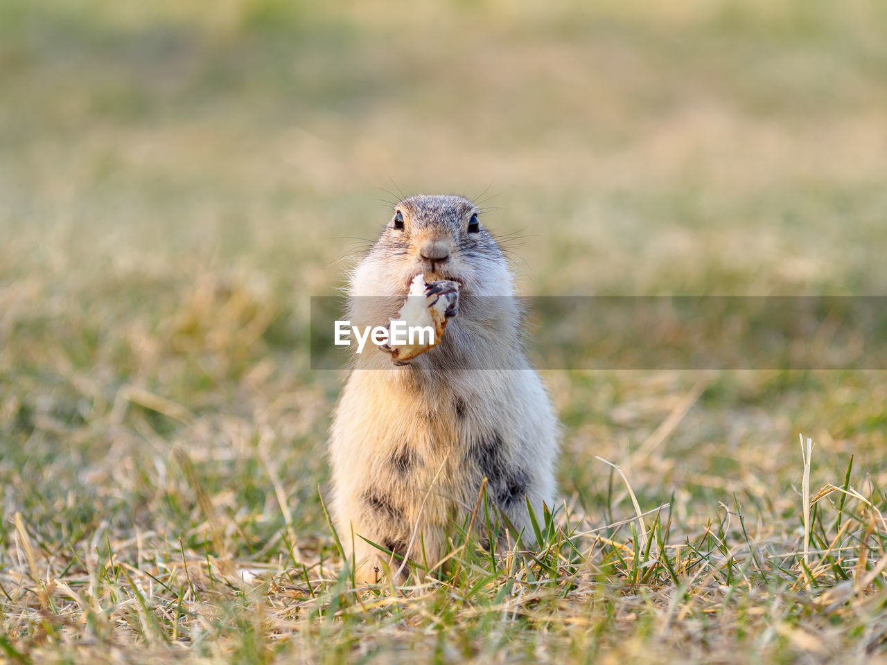 animal, animal themes, animal wildlife, mammal, one animal, wildlife, prairie dog, squirrel, grass, prairie, no people, nature, rodent, portrait, grassland, outdoors, eating, selective focus, plant, whiskers, day, front view, looking at camera