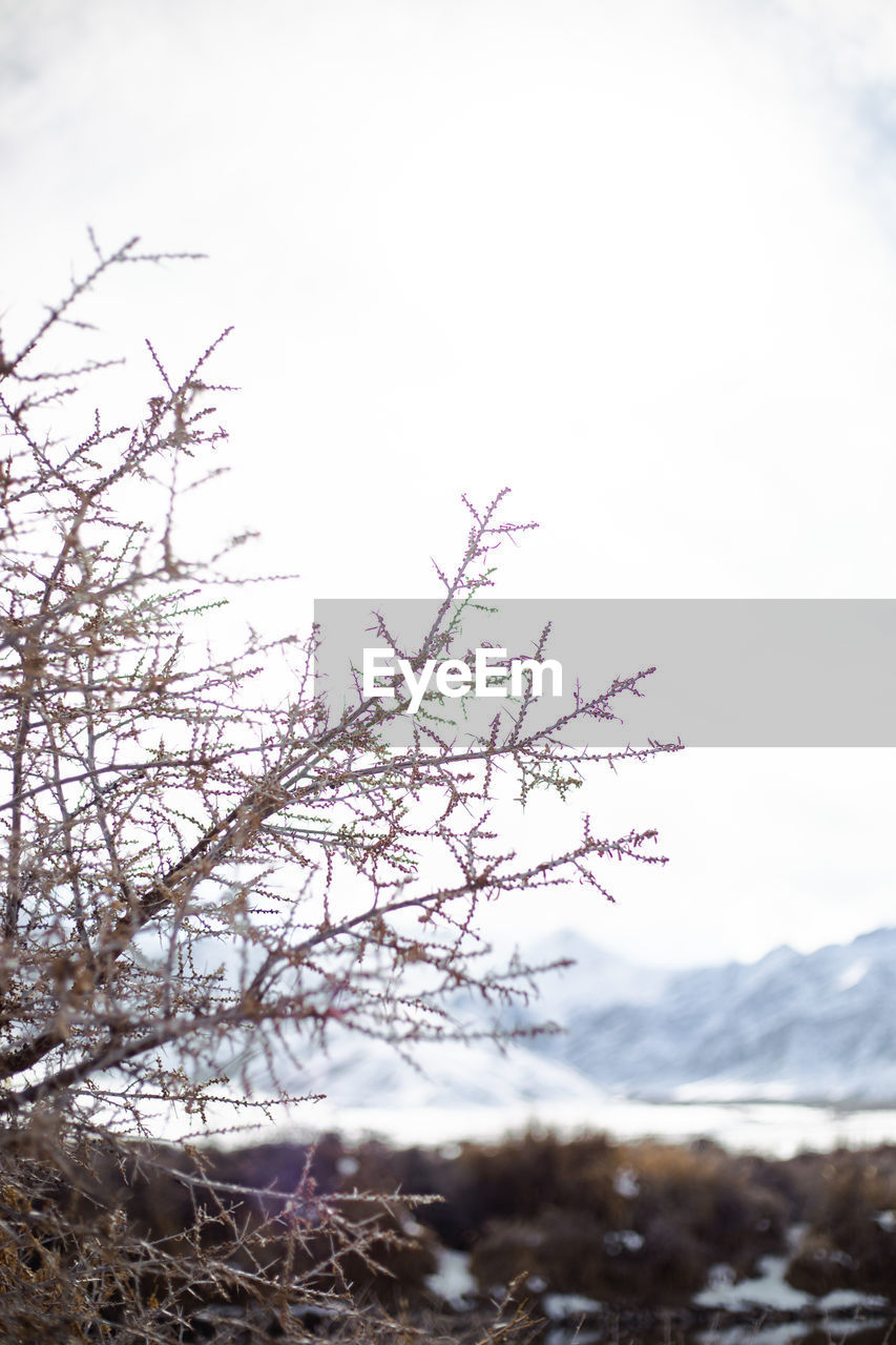 CLOSE-UP OF TREE AGAINST SKY