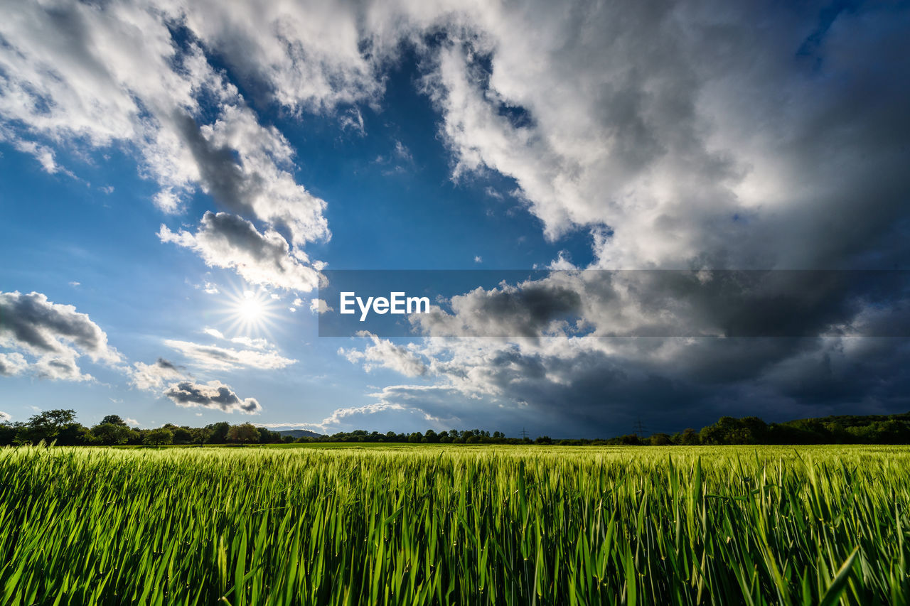 Scenic view of agricultural field against sky