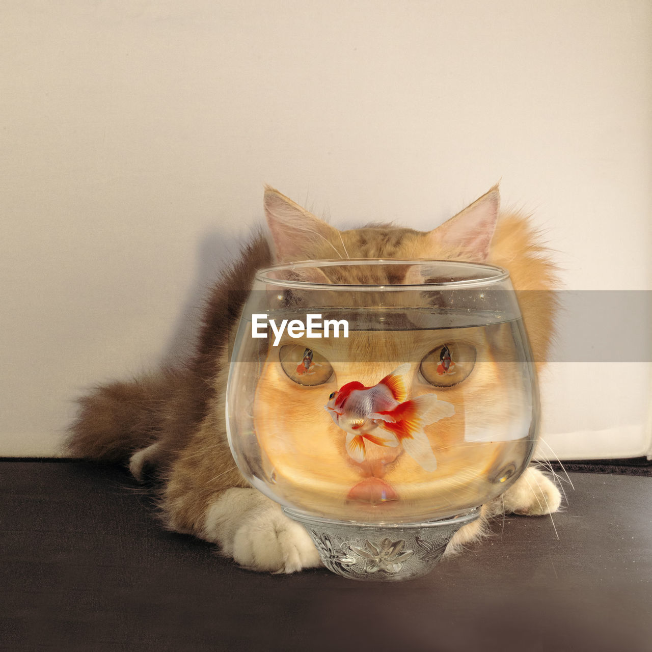 Close-up of cat by fish swimming in fishbowl on table