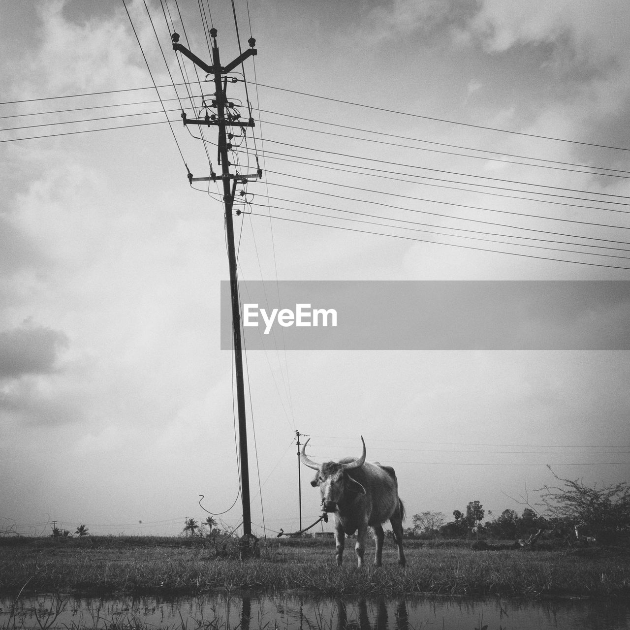 Bull standing on field against sky