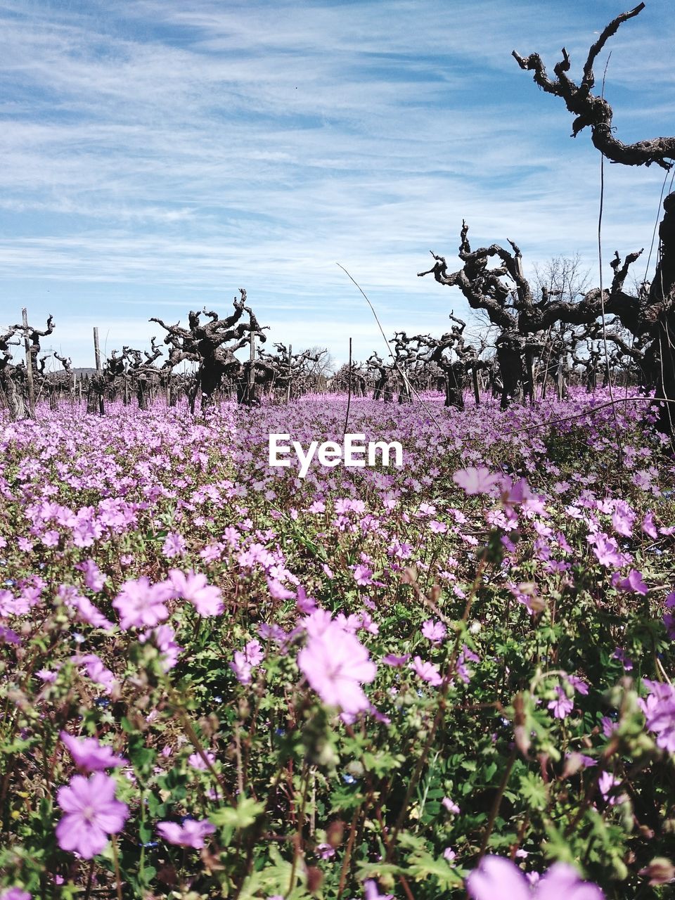 Purple flowers with bristlecone pine trees in field