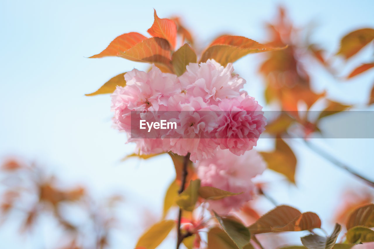 CLOSE-UP OF PINK CHERRY BLOSSOM
