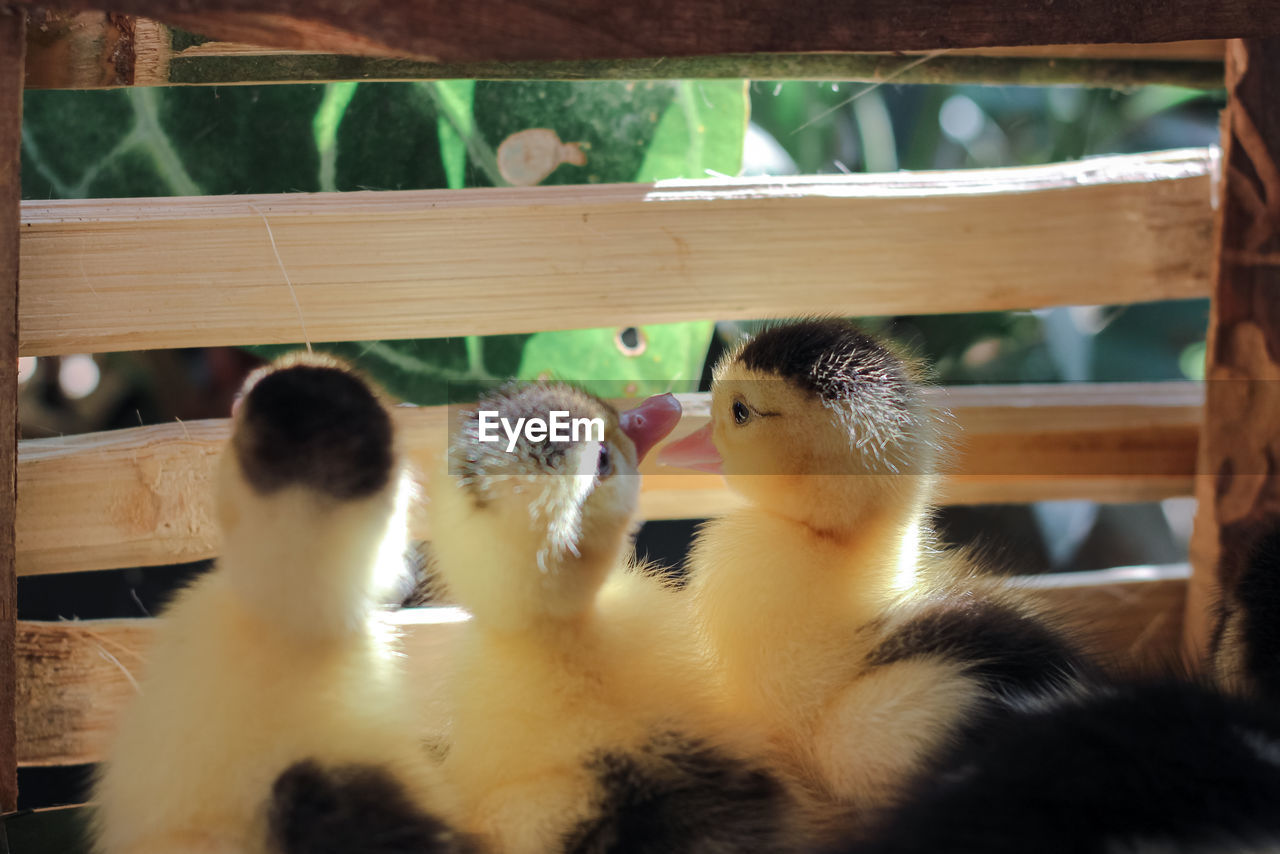 Three ducklings were watching the outside world so comely.