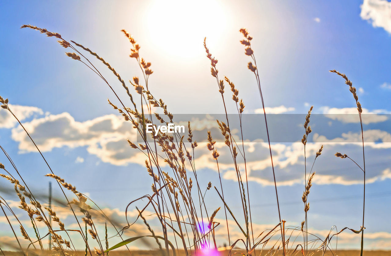 sky, grass, nature, plant, sunlight, beauty in nature, landscape, sun, cloud, land, field, sunset, tranquility, environment, flower, no people, summer, back lit, scenics - nature, growth, outdoors, rural scene, blue, tranquil scene, flowering plant, multi colored, focus on foreground, lens flare, springtime, food, prairie, freshness, idyllic, sunny, sunbeam, agriculture, food and drink, day, cereal plant, non-urban scene, vibrant color, close-up, plain, branch, horizon, meadow, water, crop, bright