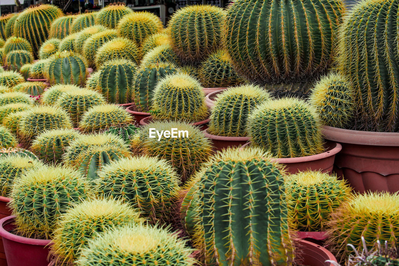 HIGH ANGLE VIEW OF CACTUS PLANTS IN FIELD