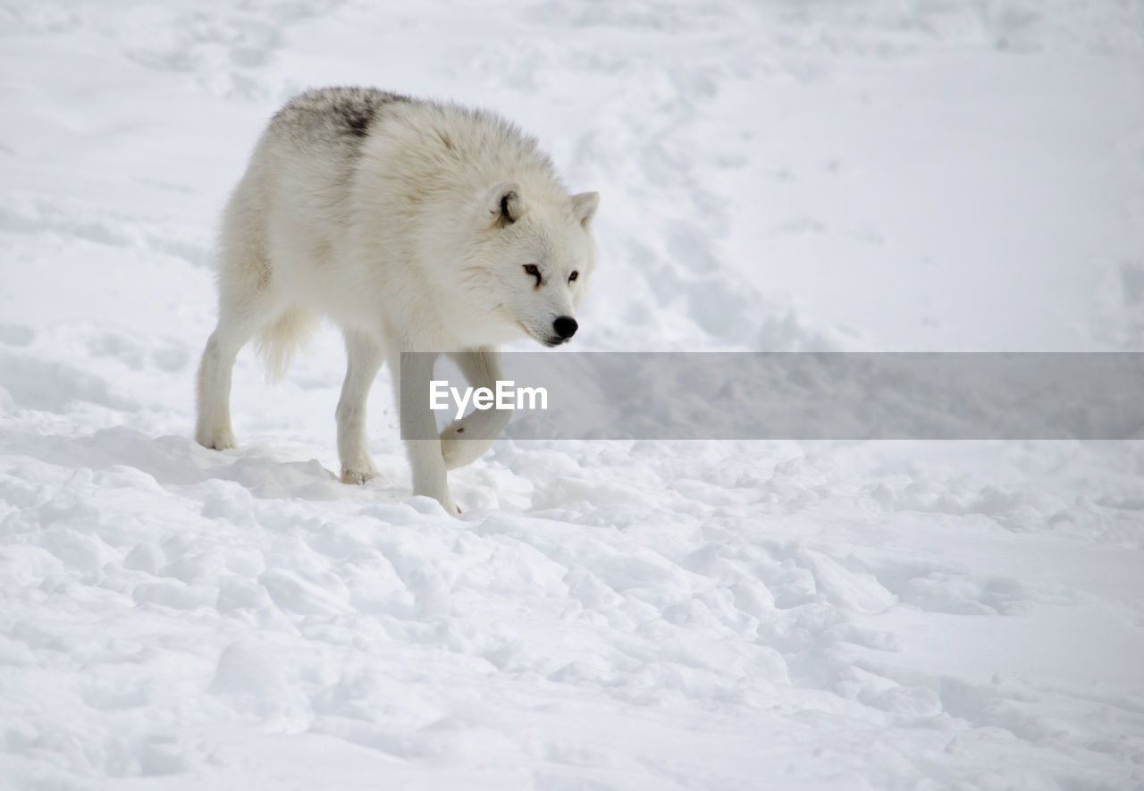 Arctic Wolf Walking On Snow In Winter Arctic Wolf Eyeem