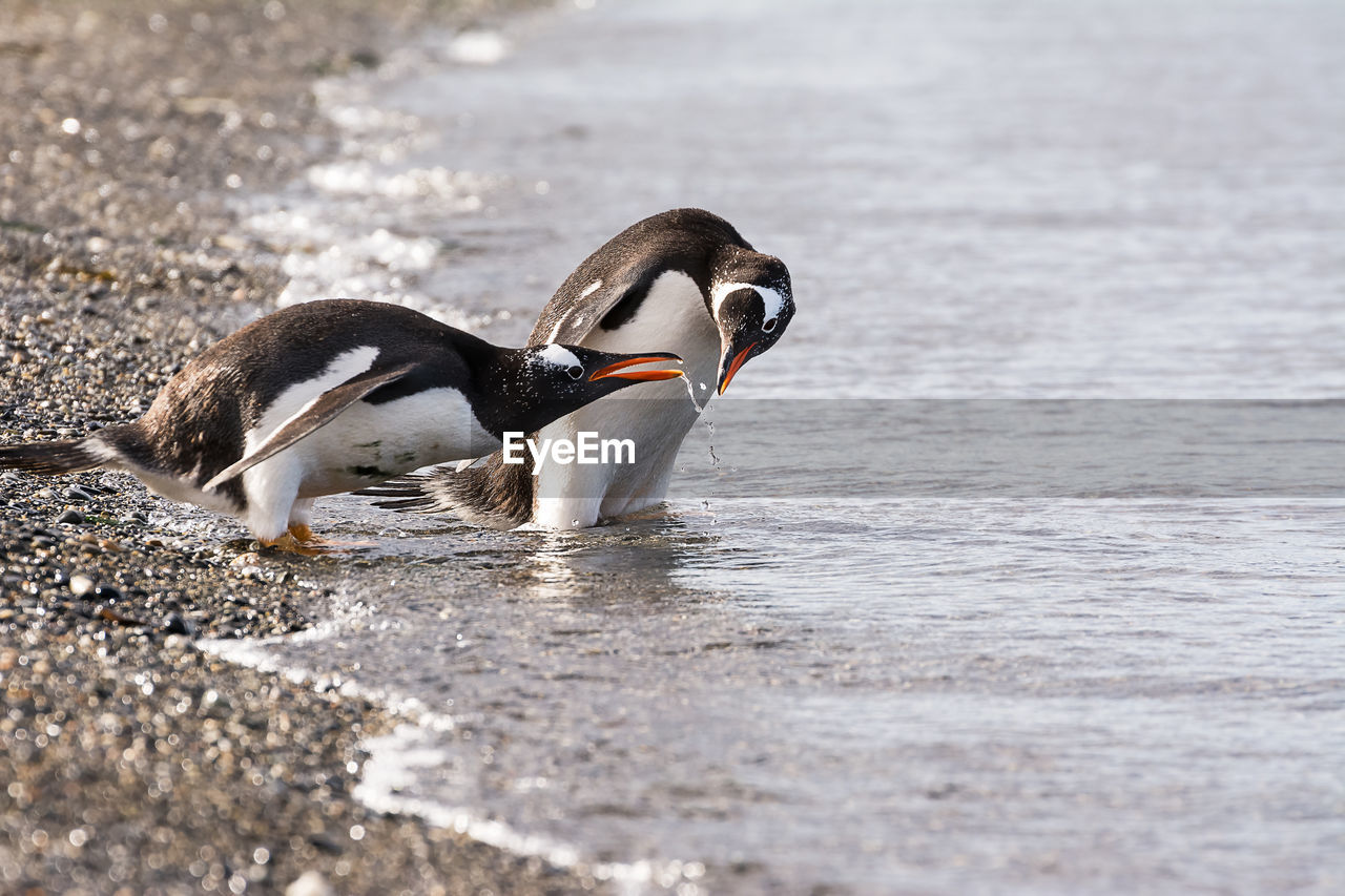 Penguins on shore