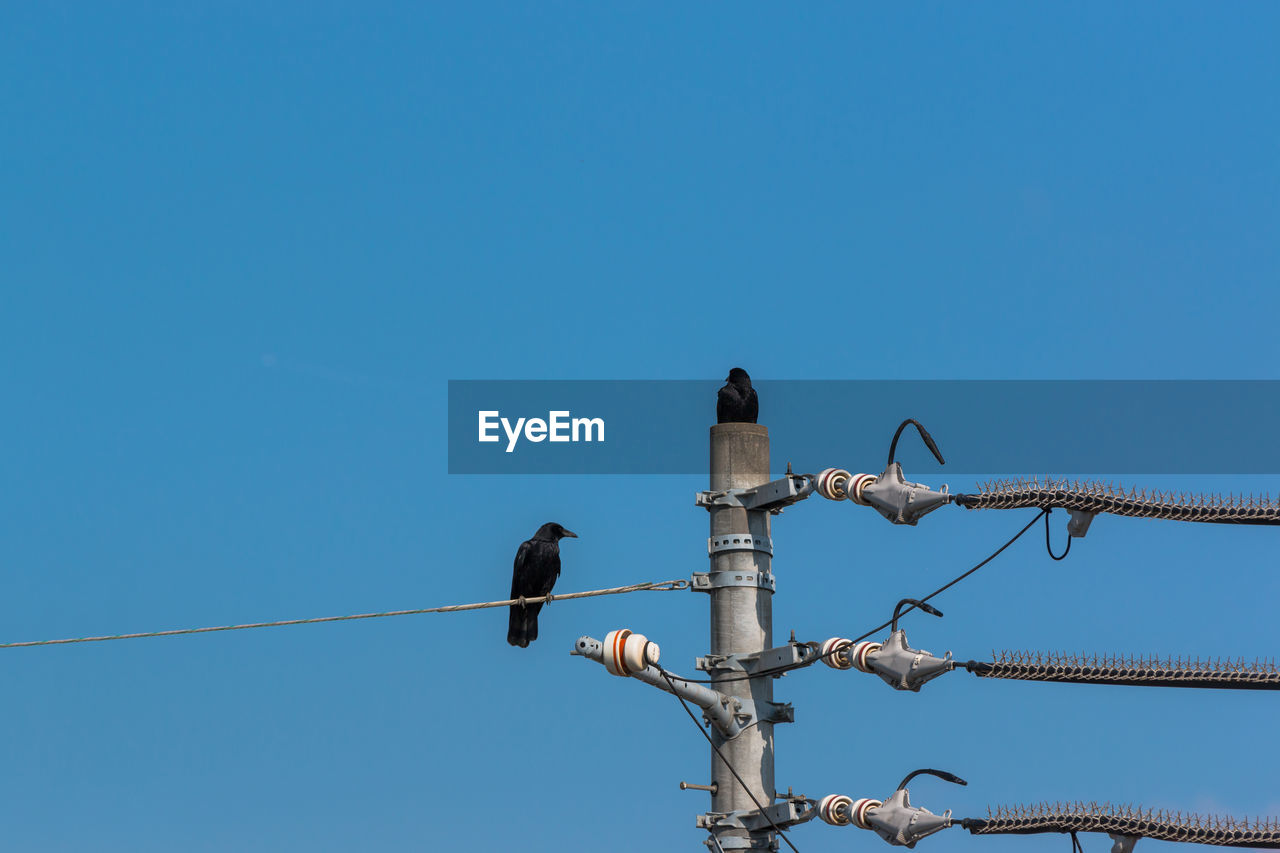 LOW ANGLE VIEW OF BIRD PERCHING ON CABLE AGAINST SKY