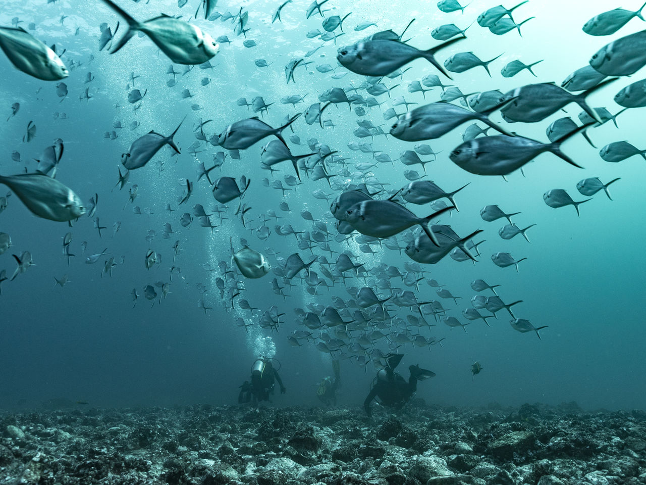People scuba diving by school of fish in sea