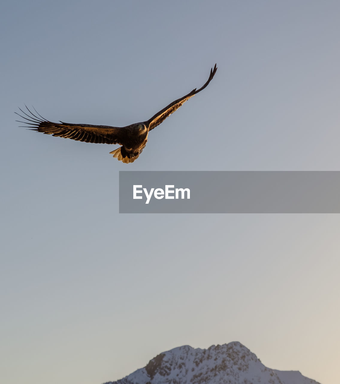 Eagle in the lofoten islands