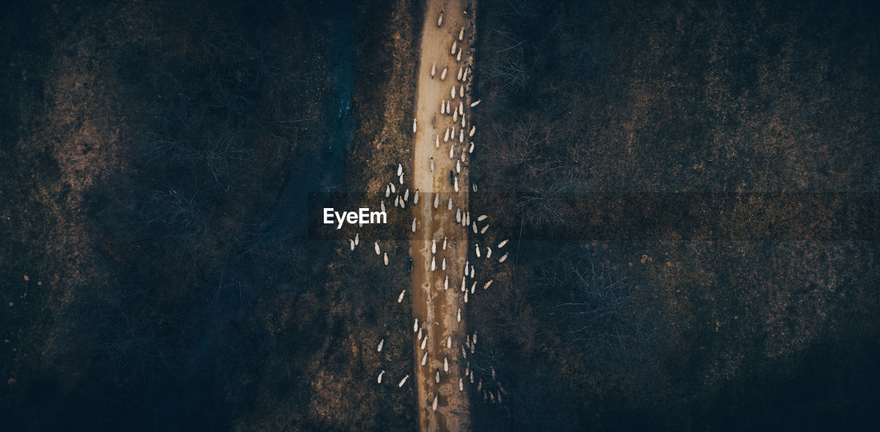 High angle view of sheep