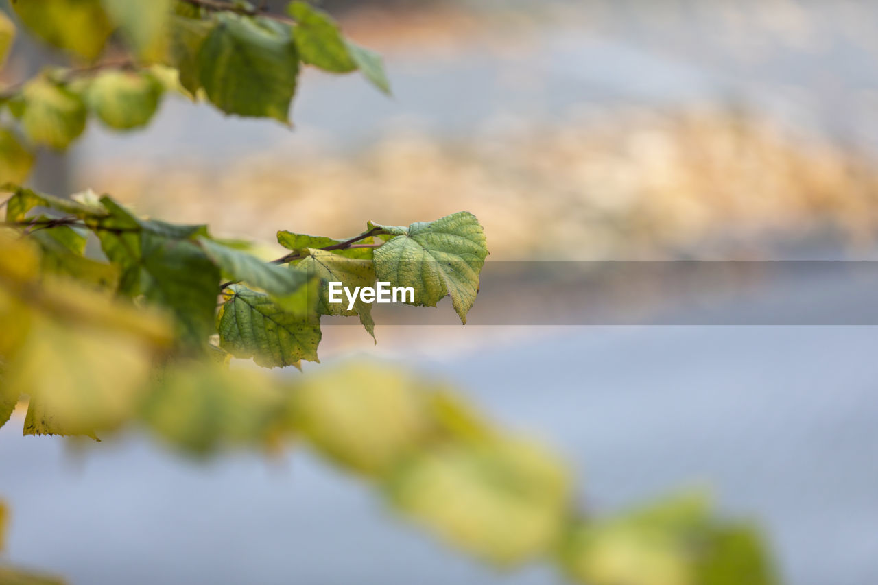 Close-up of green leaves