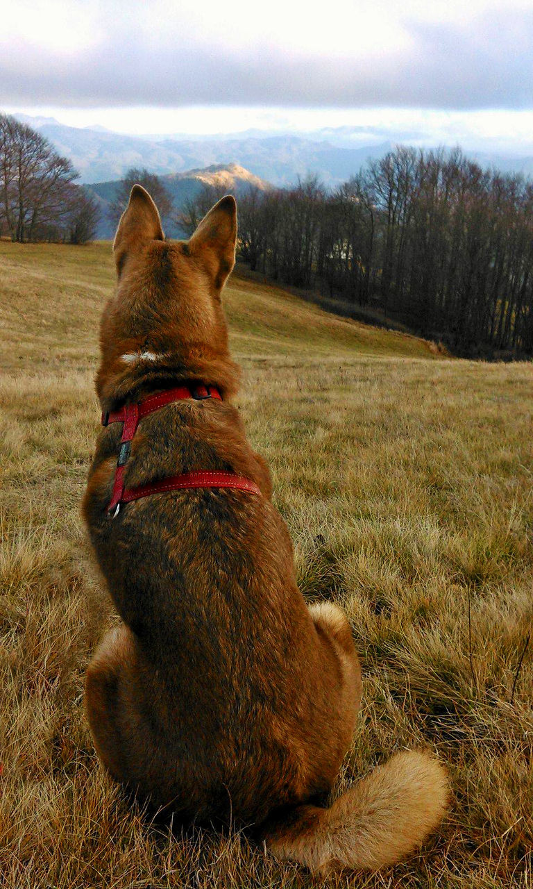 Rear View Of Dog Sitting On Grass Field Against Sky On Eyeem