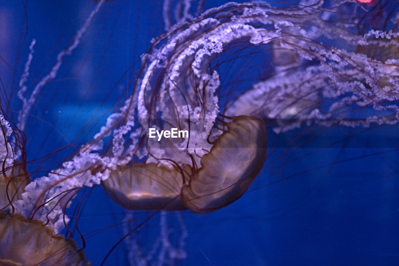 Group of japanese nettle jellyfish in the ocean, brown, fluorescent, dark
