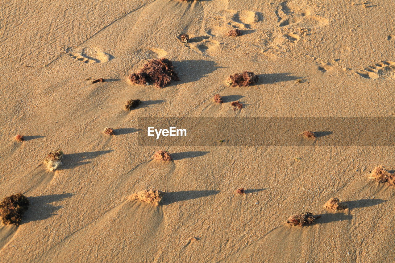 High angle view of sand on beach and alguies.