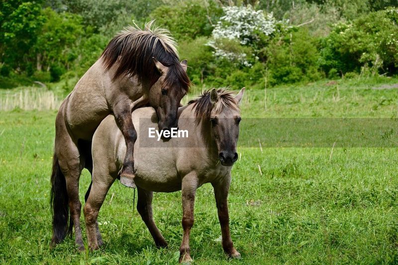 horses mating